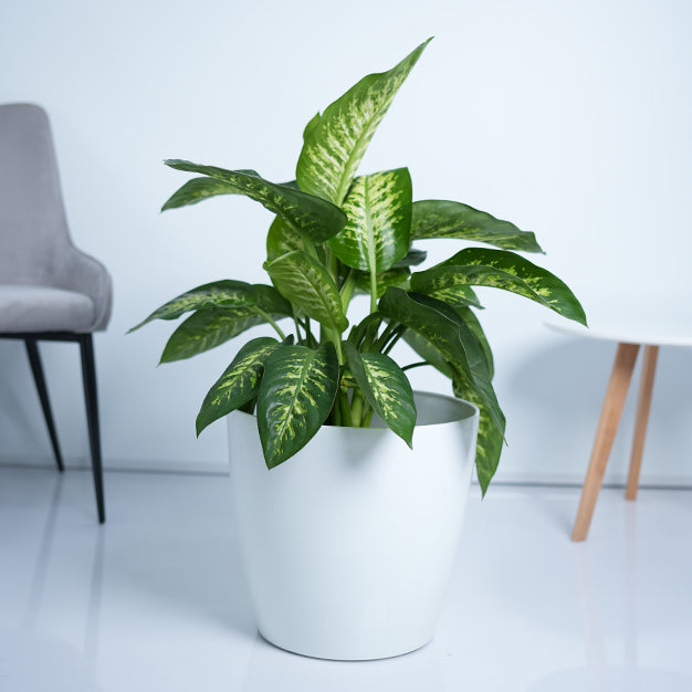 Dieffenbachia