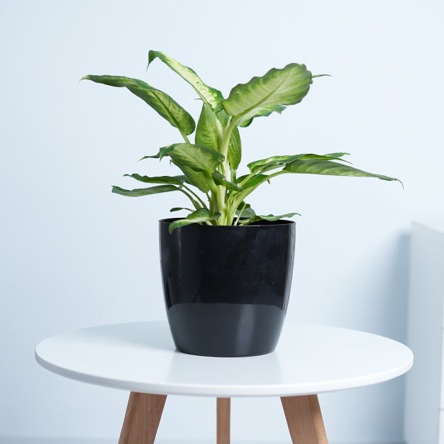 Dieffenbachia