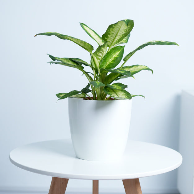 Dieffenbachia