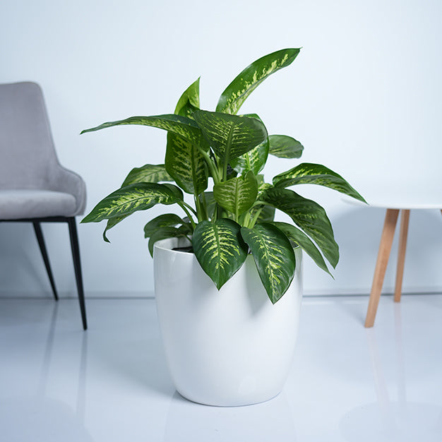 Dieffenbachia