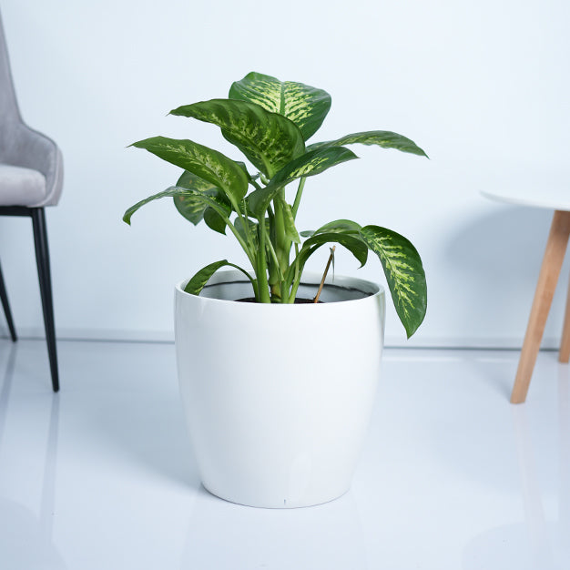 Dieffenbachia