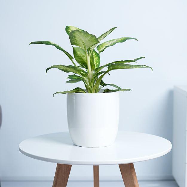 Dieffenbachia