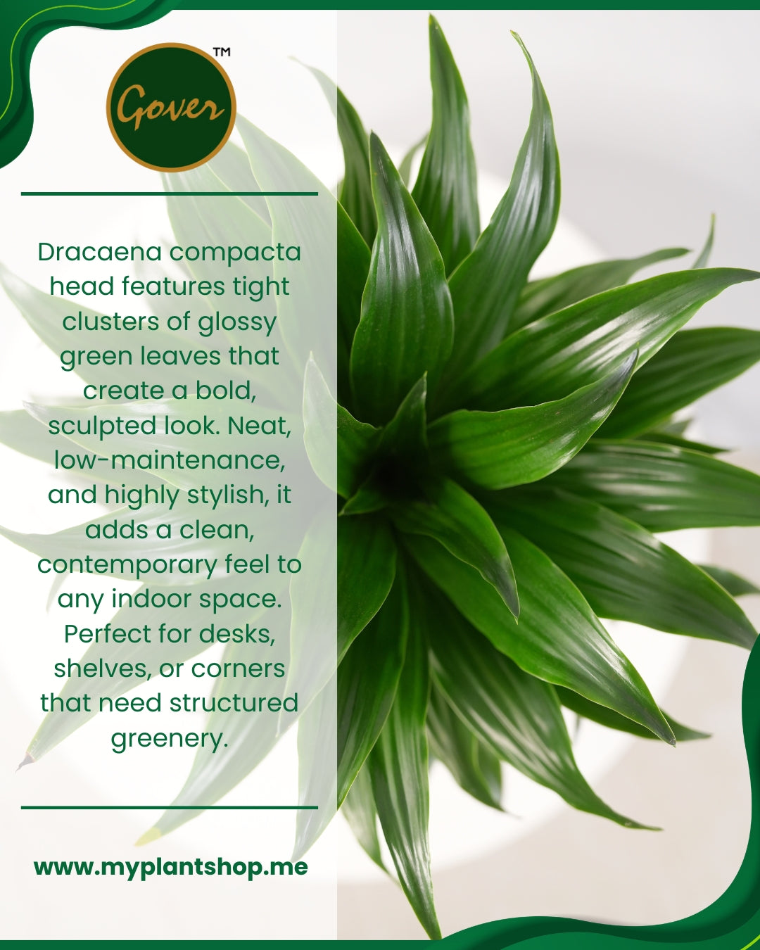 Dracaena compacta ‘Head’ – Indoor Decorative Plant Dubai UAE (Without pot)