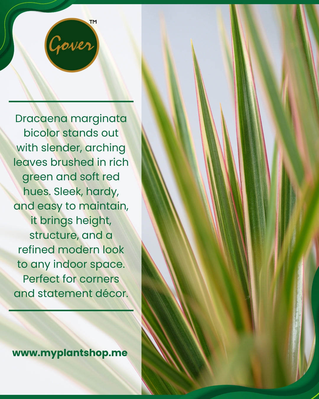 Dracaena marginata bicolor – Indoor Air Purifying Plant Dubai UAE (Without pot)