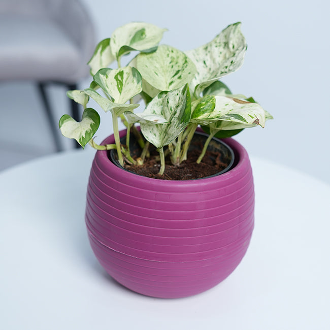 Manjula Pothos