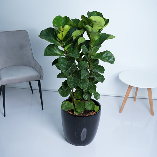 Weeping Fig