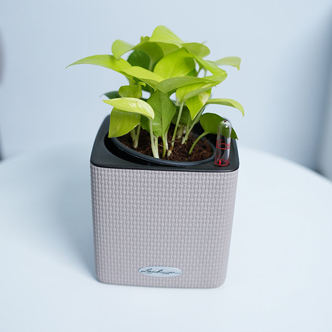 Golden Pothos
