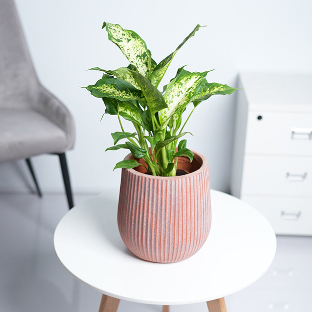 Columbia Egg Planter
