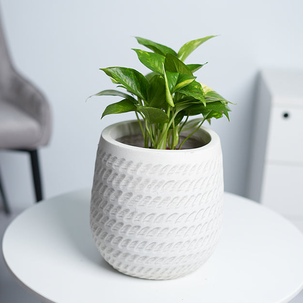 Alaska Tear Drop GRC Planter