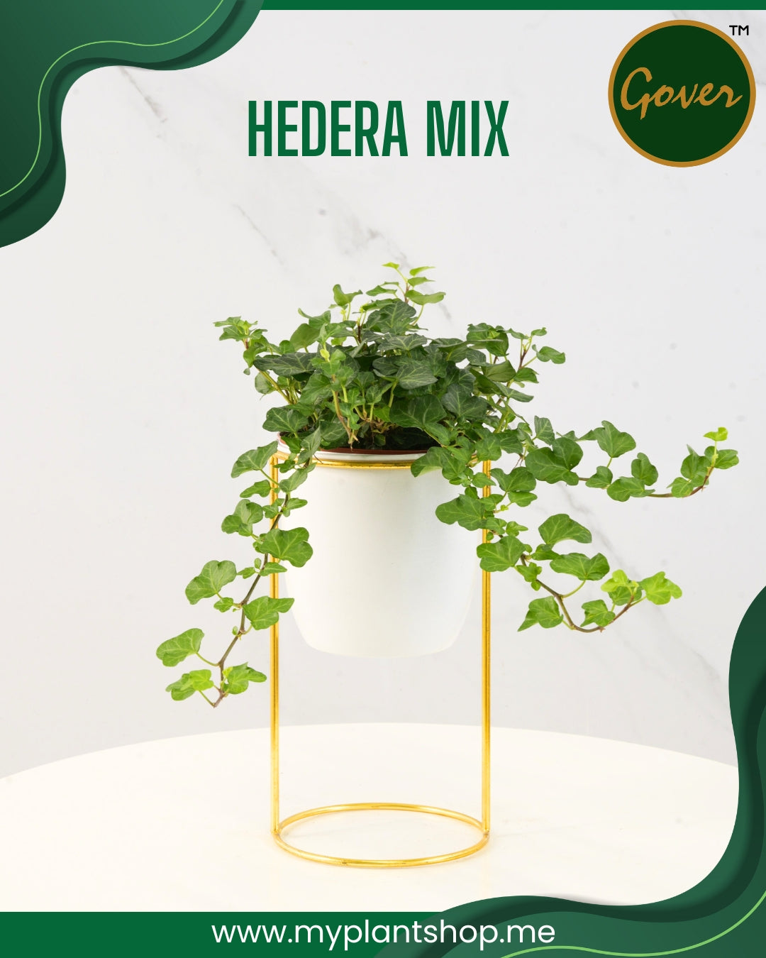 Hedera Mix – English Ivy Collection (Indoor & Outdoor Climber) (Without pot)