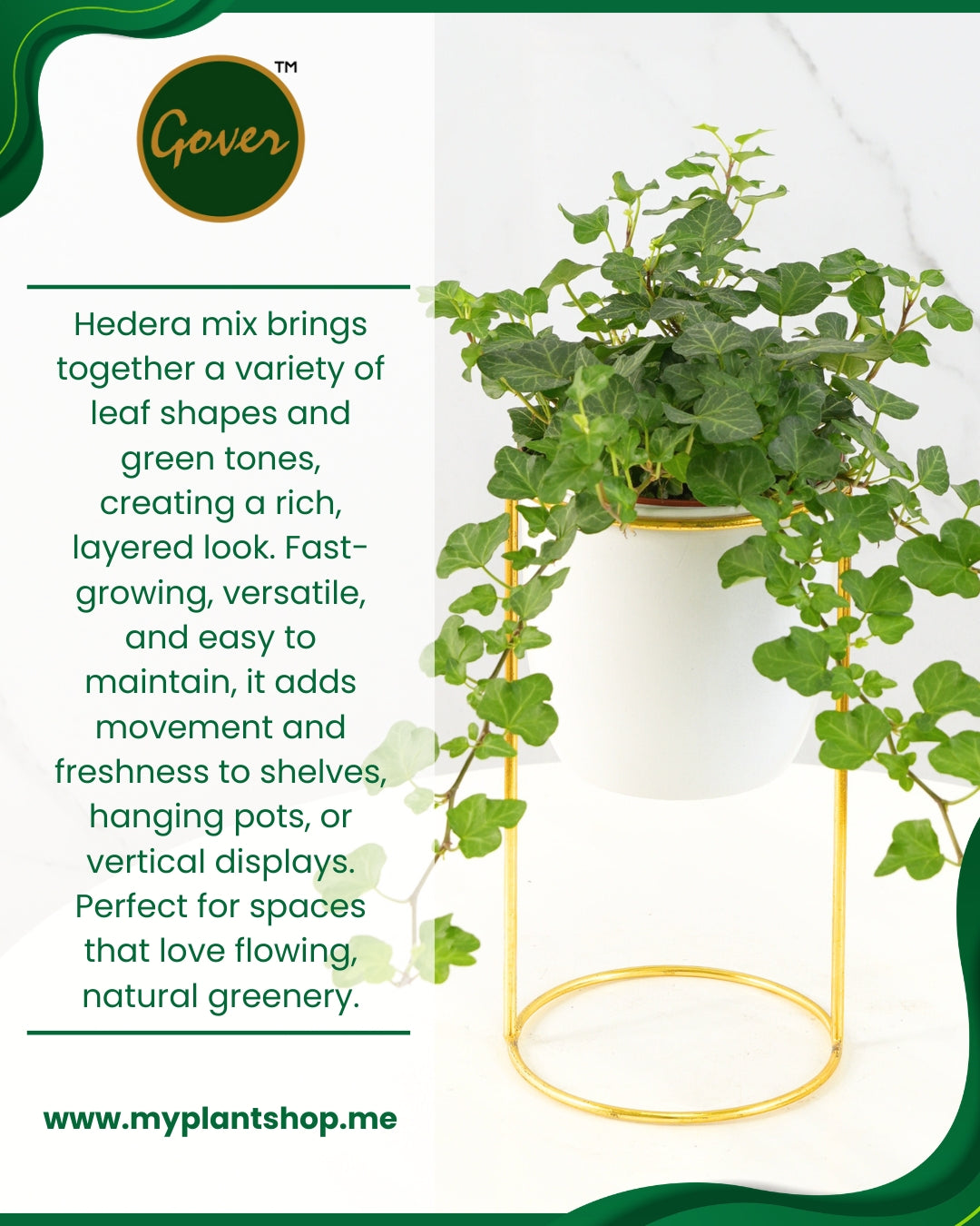 Hedera Mix – English Ivy Collection (Indoor & Outdoor Climber) (Without pot)