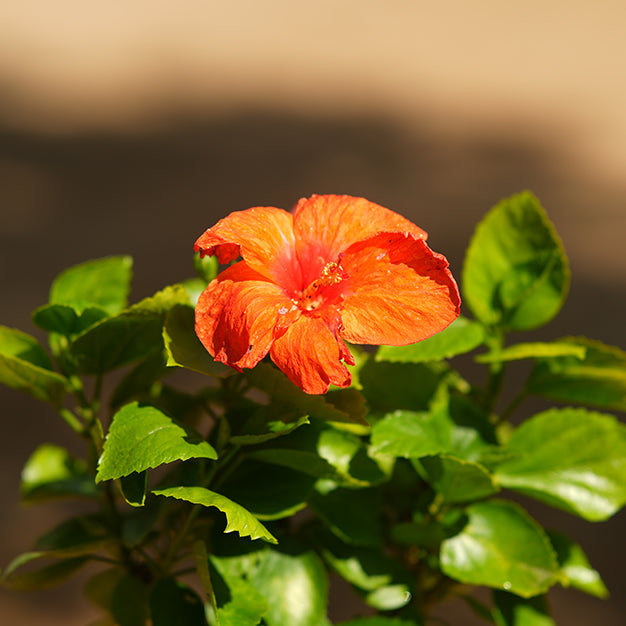 Hibiscus