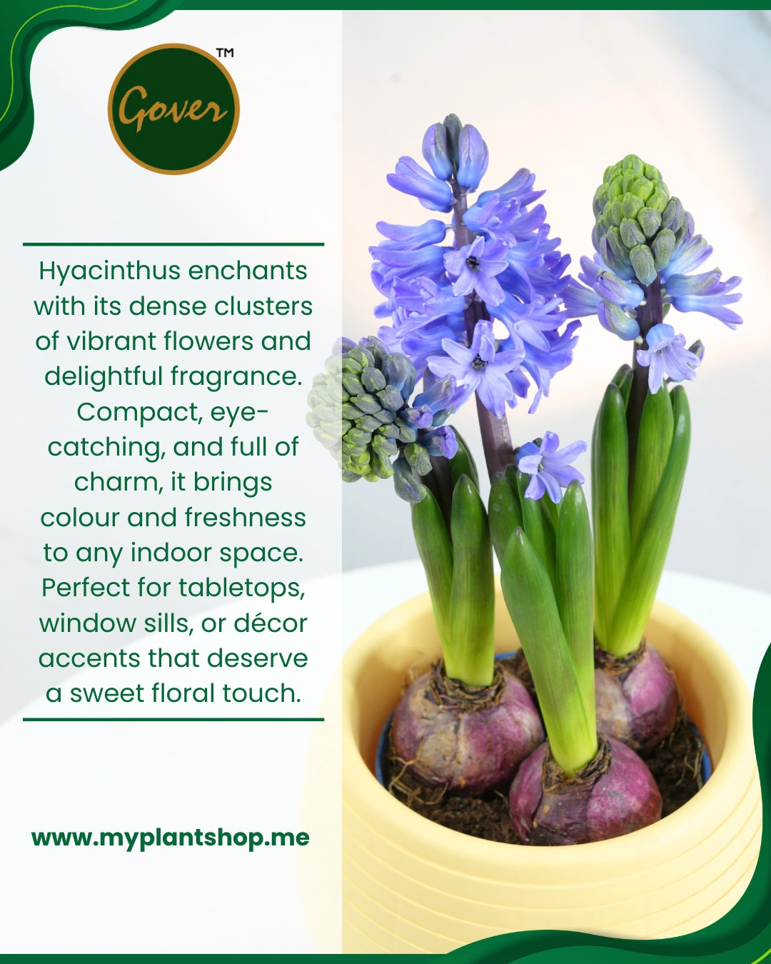 Hyacinthus – Fragrant Spring Blooming Bulb Plant (Without pot)