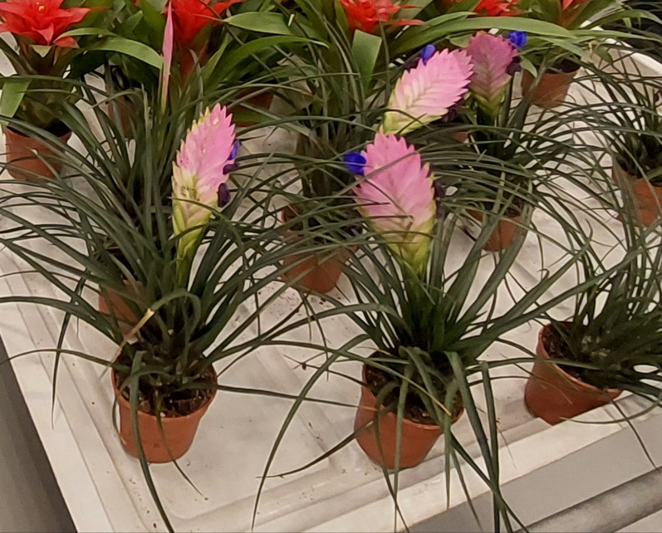Quill pink plant - Tillandsia Cyanea