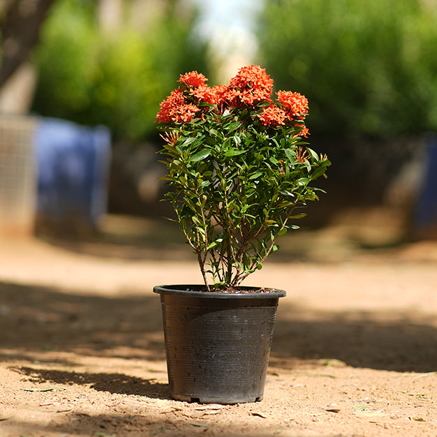 Ixora