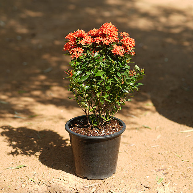Ixora
