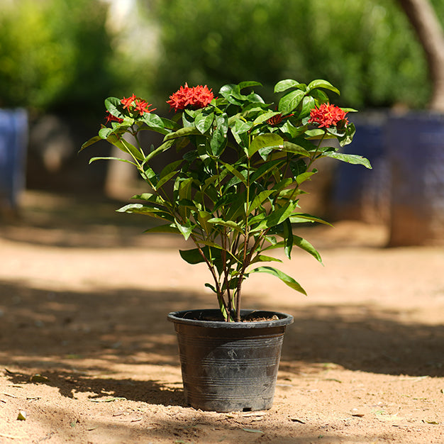Ixora