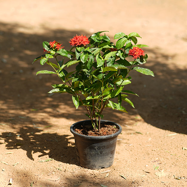 Ixora