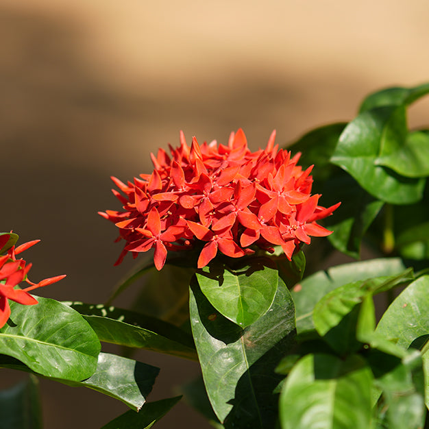 Ixora
