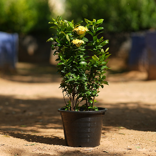 Ixora