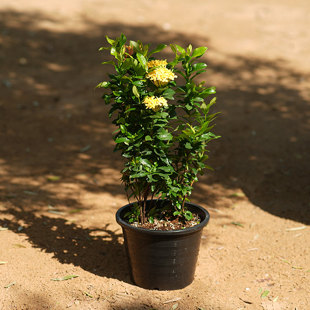 Ixora