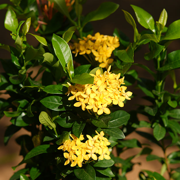 Ixora