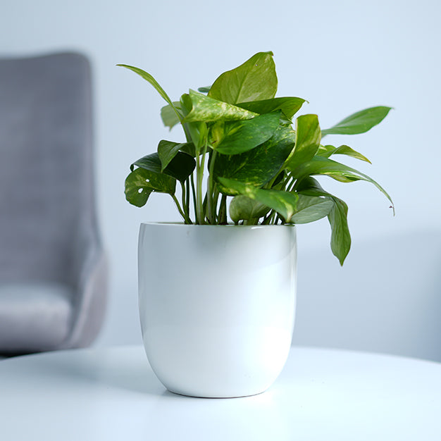 Money Plant