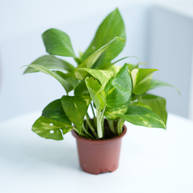 Money Plant