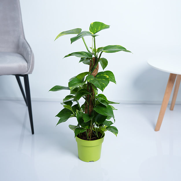 Money Plant