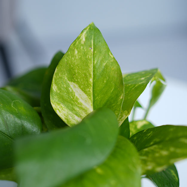 Money Plant