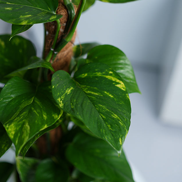 Money Plant