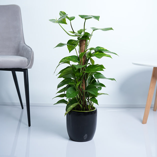 Money Plant