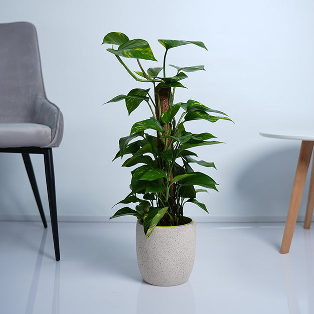 Money Plant