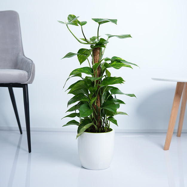 Money Plant