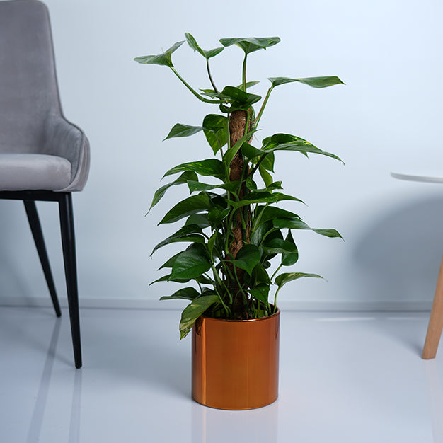 Money Plant