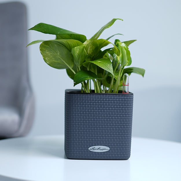 Money Plant