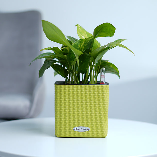 Money Plant