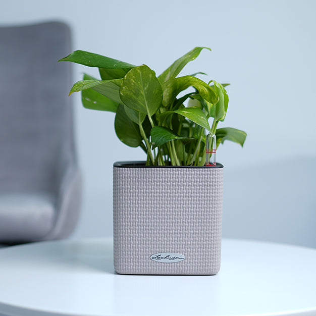 Money Plant
