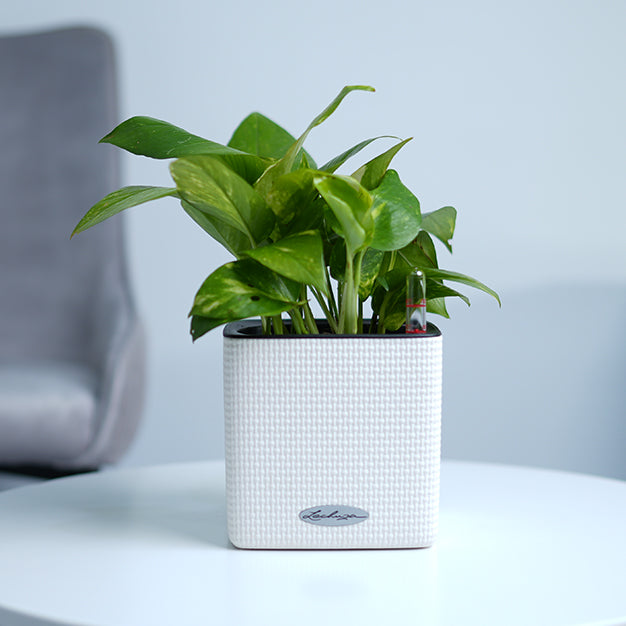 Money Plant