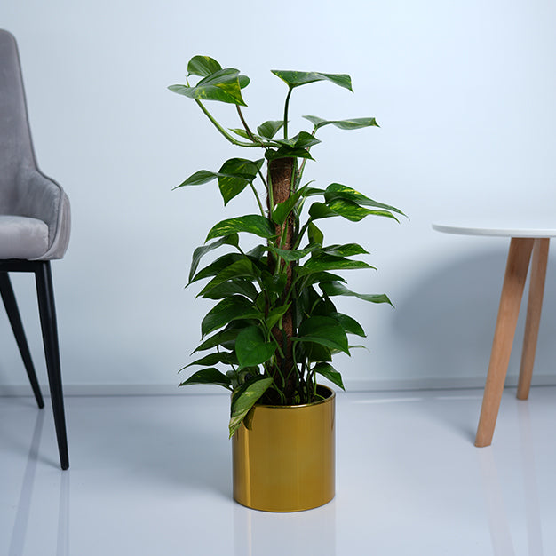Money Plant