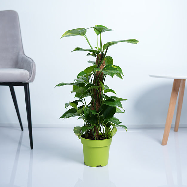 Money Plant