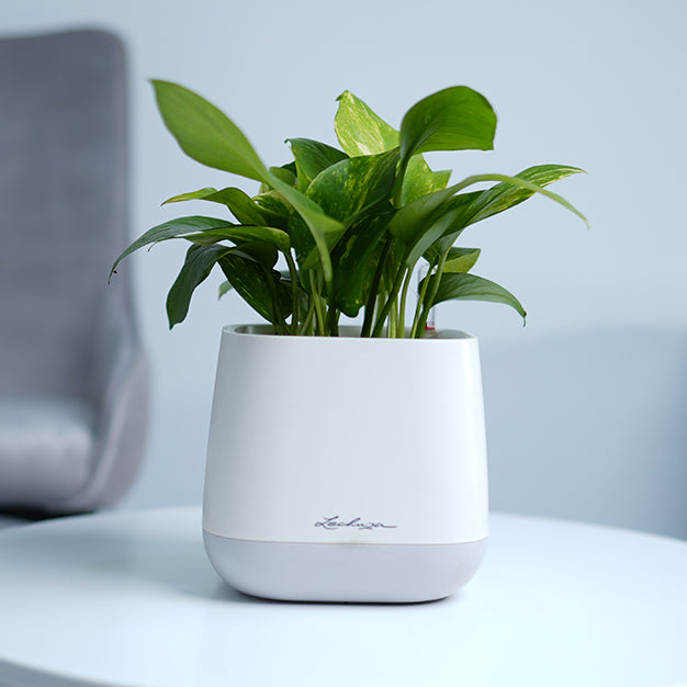 Money Plant