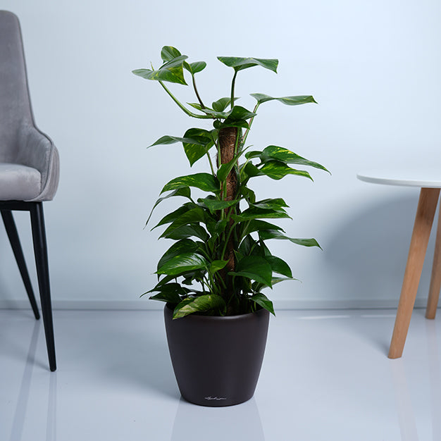 Money Plant