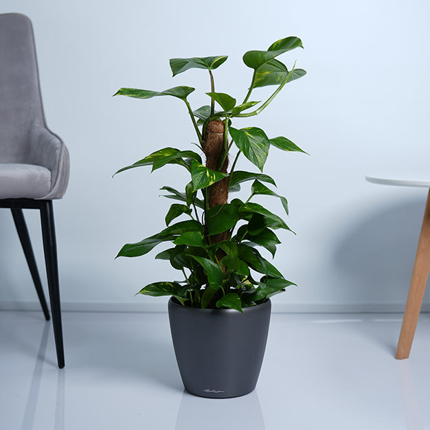 Money Plant