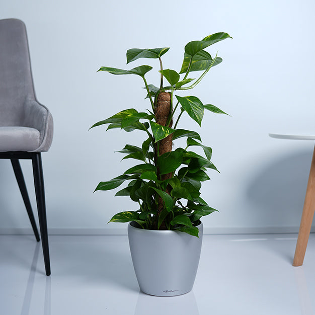 Money Plant