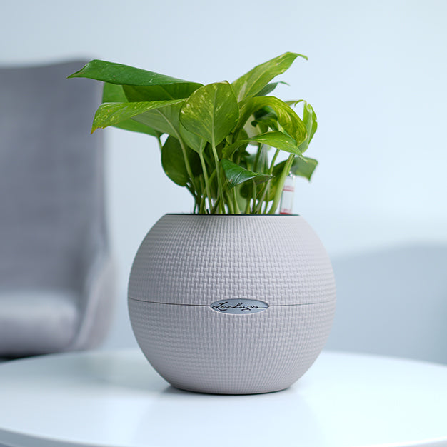 Money Plant