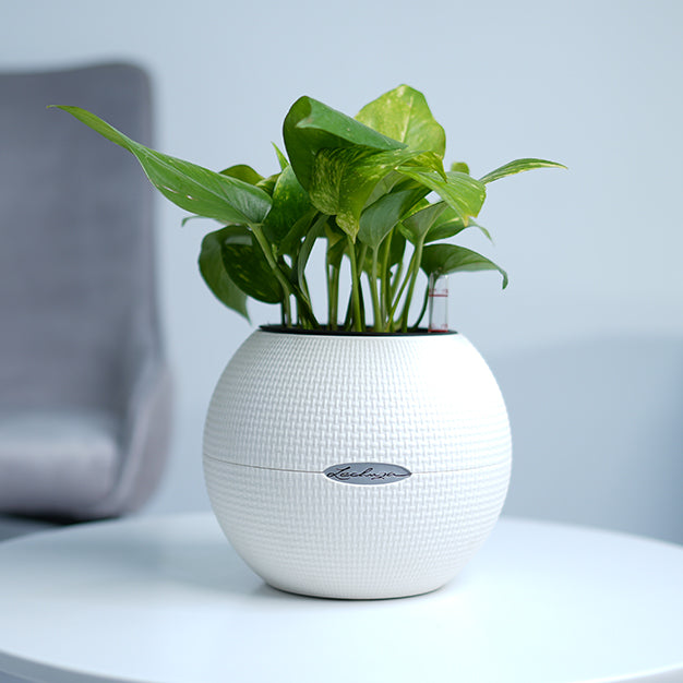 Money Plant