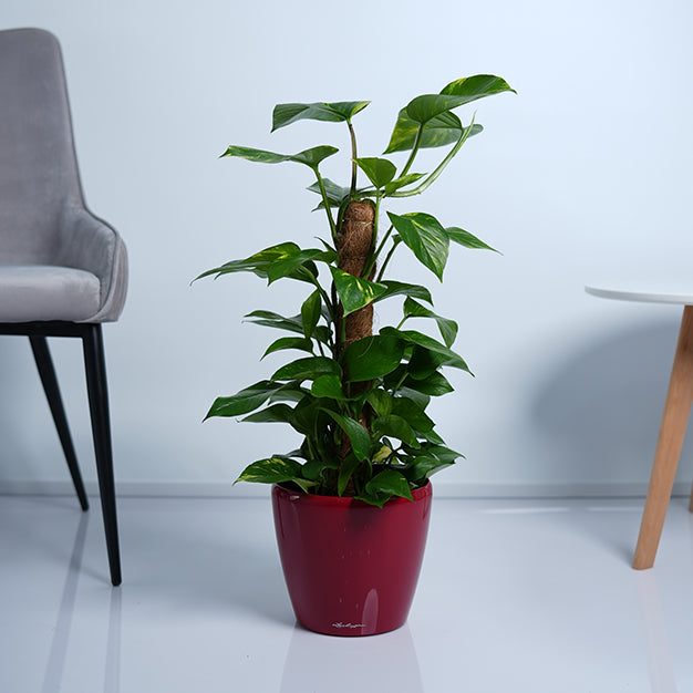 Money Plant