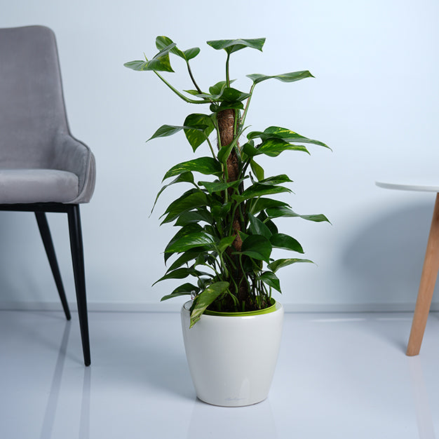 Money Plant