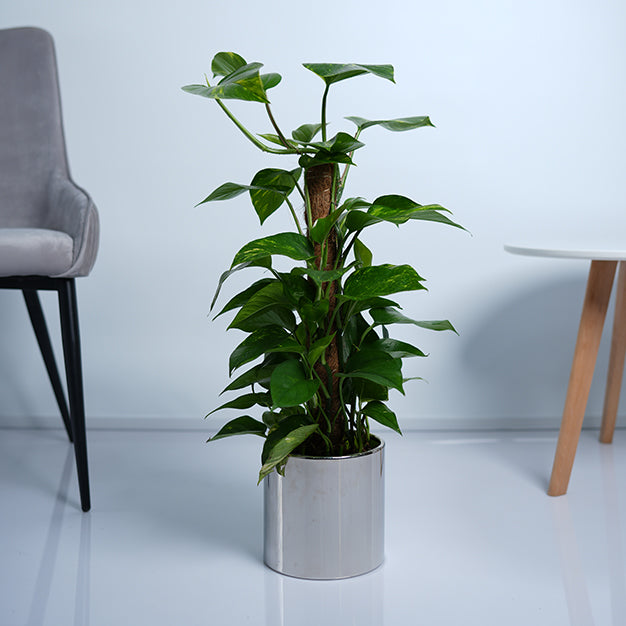 Money Plant